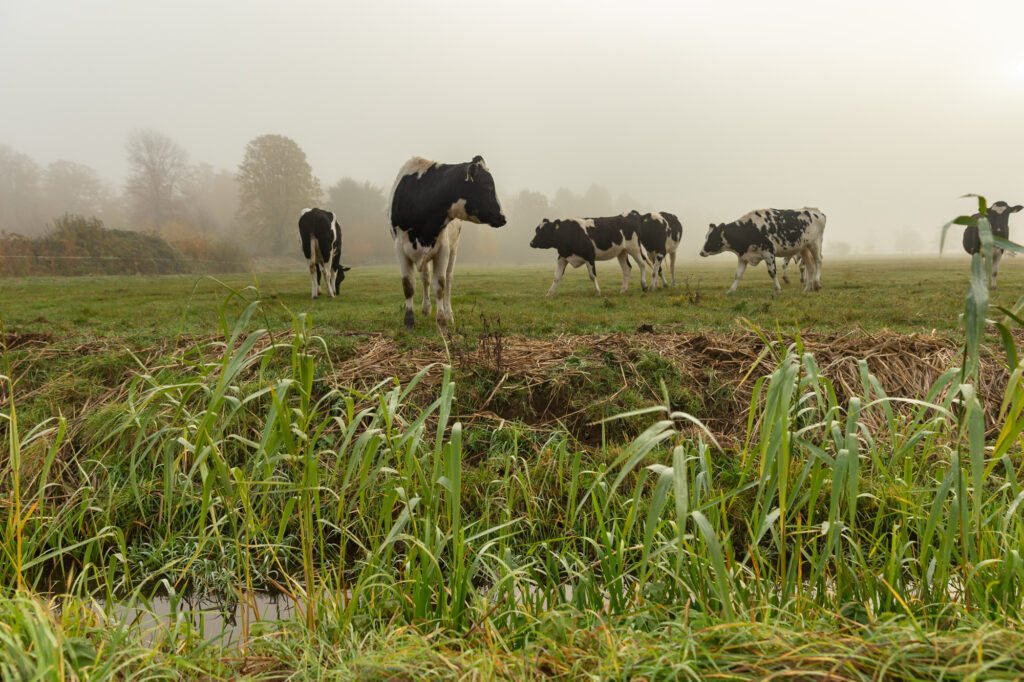 Baumpflanzung Curslack UP 009