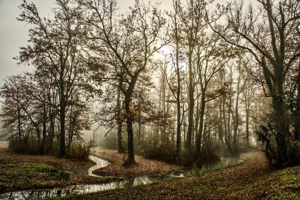 Pixabay Bachlauf im Wald