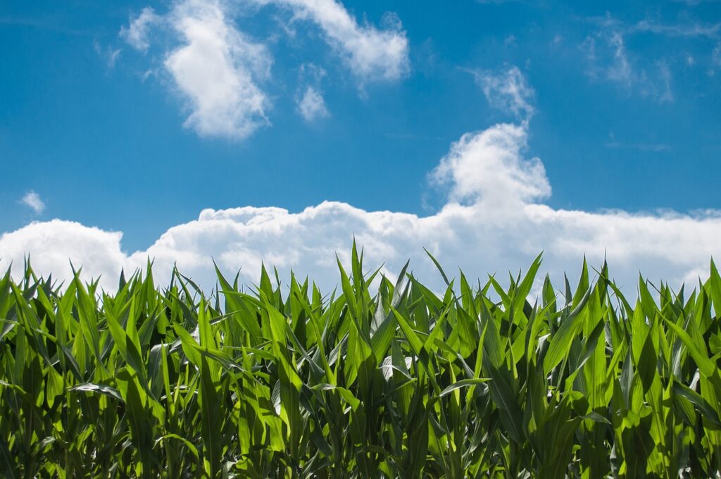 Pixabay Maisfeld vor Wolken und blauem Himmel